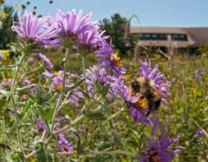 Locations in the Upper Midwest such as Madison, Wisconsin are one of the few remaining strongholds of the threatened Rusty-patched Bumble Bee. © Clay Bolt | claybolt.com | beautifulbees.org