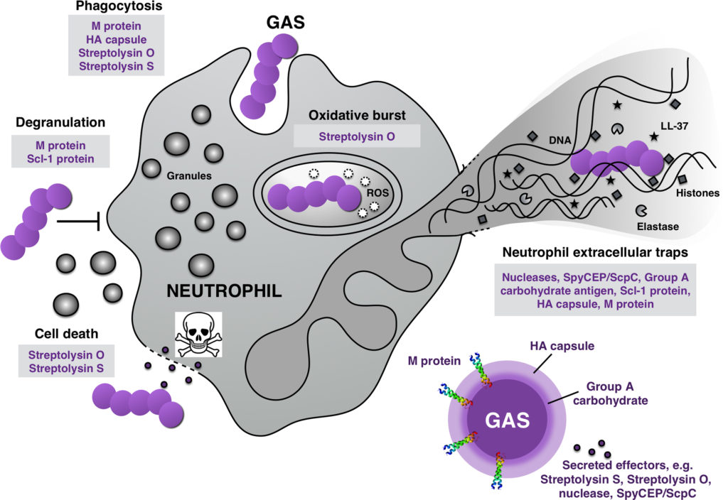 Direct anti-microbial mechanisms from neutrophils and the Group A Streptococci counterattack. Neutrophils are equipped with multiple anti-infective strategies including the bacterial uptake (phagocytosis), the phagolysosomal degradation of bacteria via reactive oxygen species (oxidative burst), the release of antimicrobial molecules (degranulation), and the formation of a web-like structure composed of chromatin, histones, and antimicrobials (neutrophil extracellular traps [NETs]). Figure Credit: 12. Döhmann, S., Cole, J.N. and Nizet, V. (2016) Conquering neutrophils. PLOS Pathogens