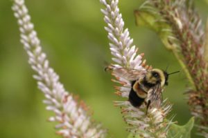 A rusty-patched bumblebee on Culver’s root in the UW–Madison Arboretum. Photo Copyright: SUSAN DAY/UW-MADISON ARBORETUM