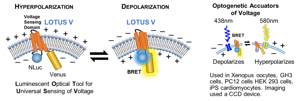 Figure 1_LOTUSV_sensor
