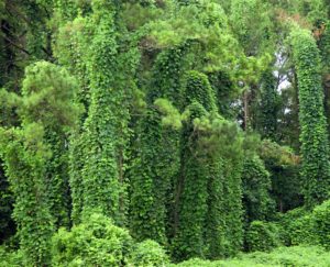 Invasive kudzu vine