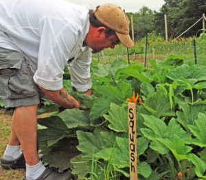 Promega Senior Culinary Manager Nate Herndon searches for squash blossoms for the day’s seasonal special.