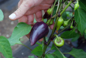 A violet sparkle pepper grows in the Promega garden.