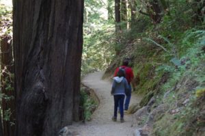 Hillside Trail, Muir Woods National Monument