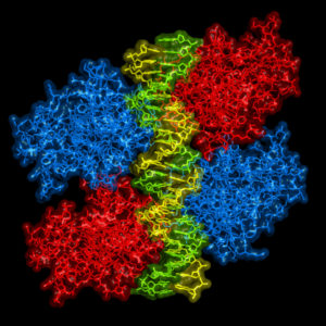 Ribbon model of p53 protein bound to DNA molecule.
