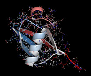 Ribbon Model of Ubiquitin 