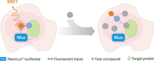 Diagram of how NanoBRET TE works.