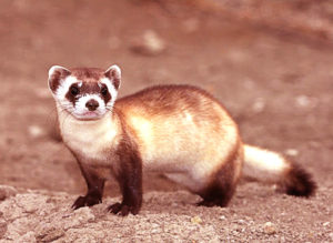 Adult black footed ferret.