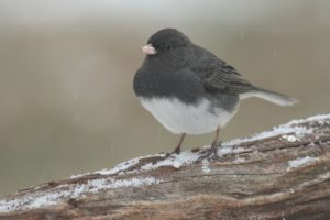 Dark-eyed junco