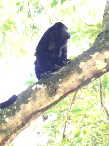 Howler monkey in a tre