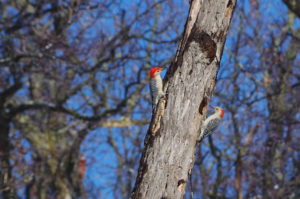 Red bellied woodpeckers