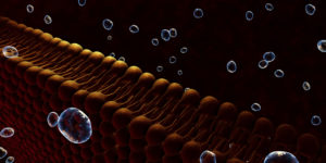 artist's concept of a cell membrane
