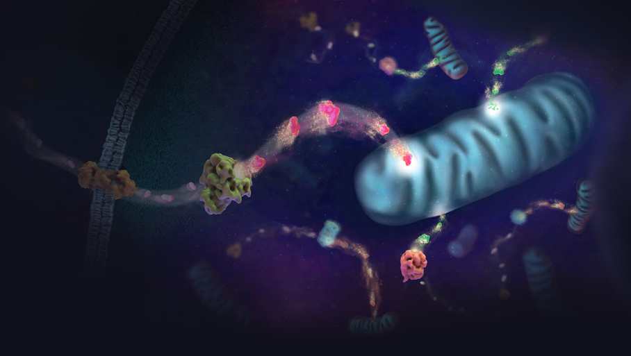 Illustration of energy metablism in cell showing the mitochondria where pryruvate is metabolized.