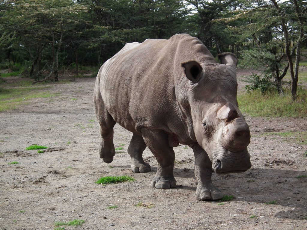 Northern white rhino