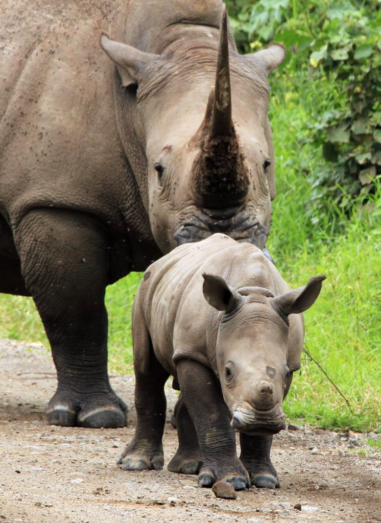 southern white rhino