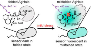 diagram illustrating the mechanism of the stress reporter