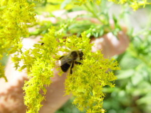 bumble bee pollinating golden rod at the Promega Madison campus