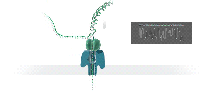 Nanopore sequencing animation
