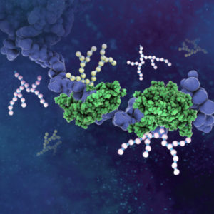 glycans on cell surface