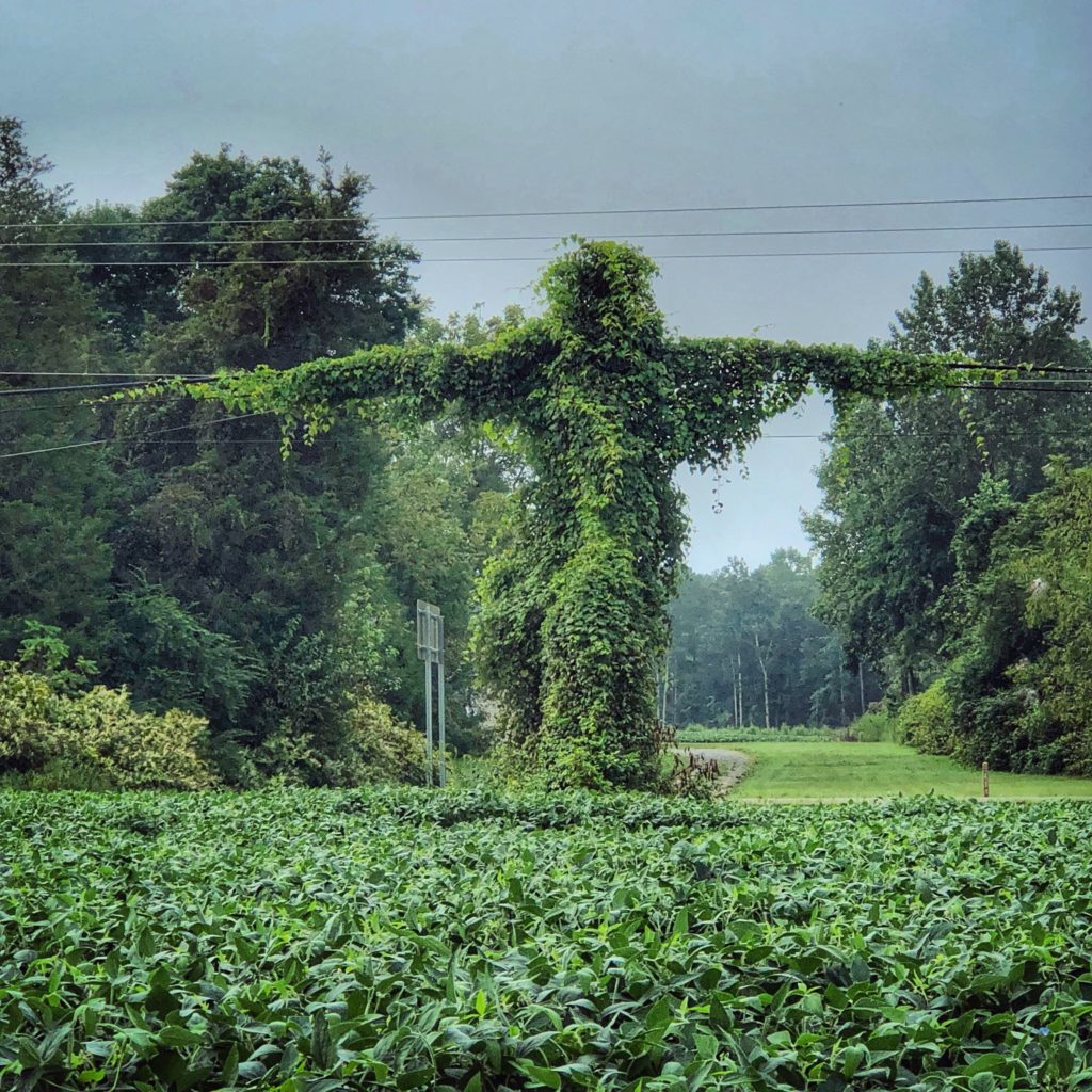 Kudzu Man at Lancaster Virginia 8:36 a.m. Sept. 2, 2018