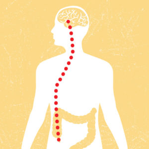 Image of span of vagal nerve, humans.