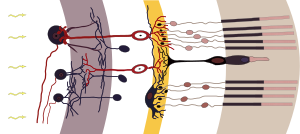 Drawing of the retina with rods and cones, some nervous tissues.