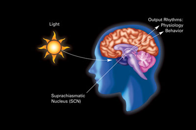 Light enters eyes and is transmitted to SCN and PHb.