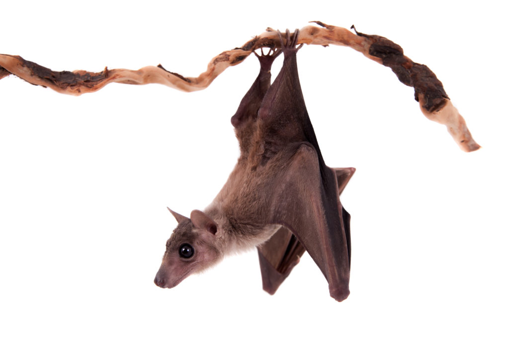 fruit_bat