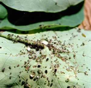 A. gossypii on cotton leaf. Image credit: Clemson University - USDA Cooperative Extension Slide Series, , United States [CC BY 3.0 (https://creativecommons.org/licenses/by/3.0)], via Wikimedia Commons