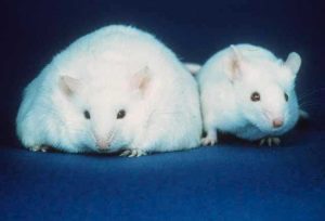 Obese and normal mouse