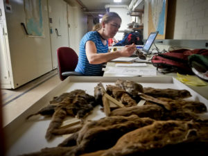 researcher observing squirrel speciments