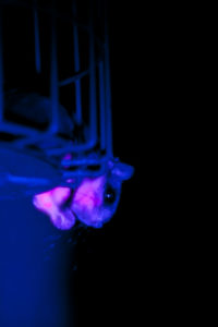 squirrel under UV light