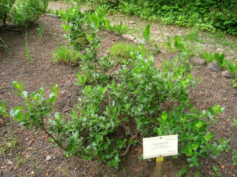 Salix phylicifolia, the tea-leaved willow bush.