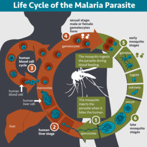 malaria_life_cycle