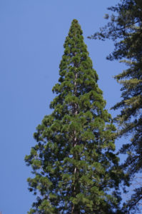 Top of a Giant Sequoia against the sky