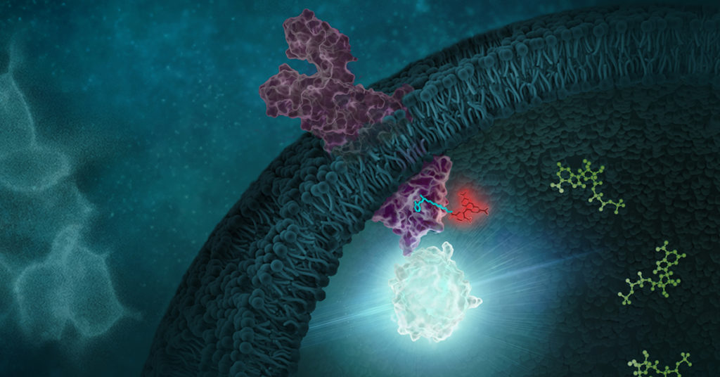 Signaling of kinases like RIPK1 can be studied using the NanoBRET target engagement assays