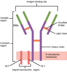 Components of the B cell receptor.