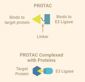 PROTACs for Targeted Protein Degradation