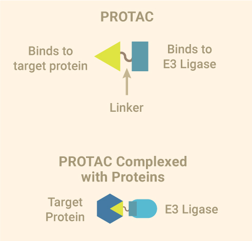 PROTACs for Targeted Protein Degradation