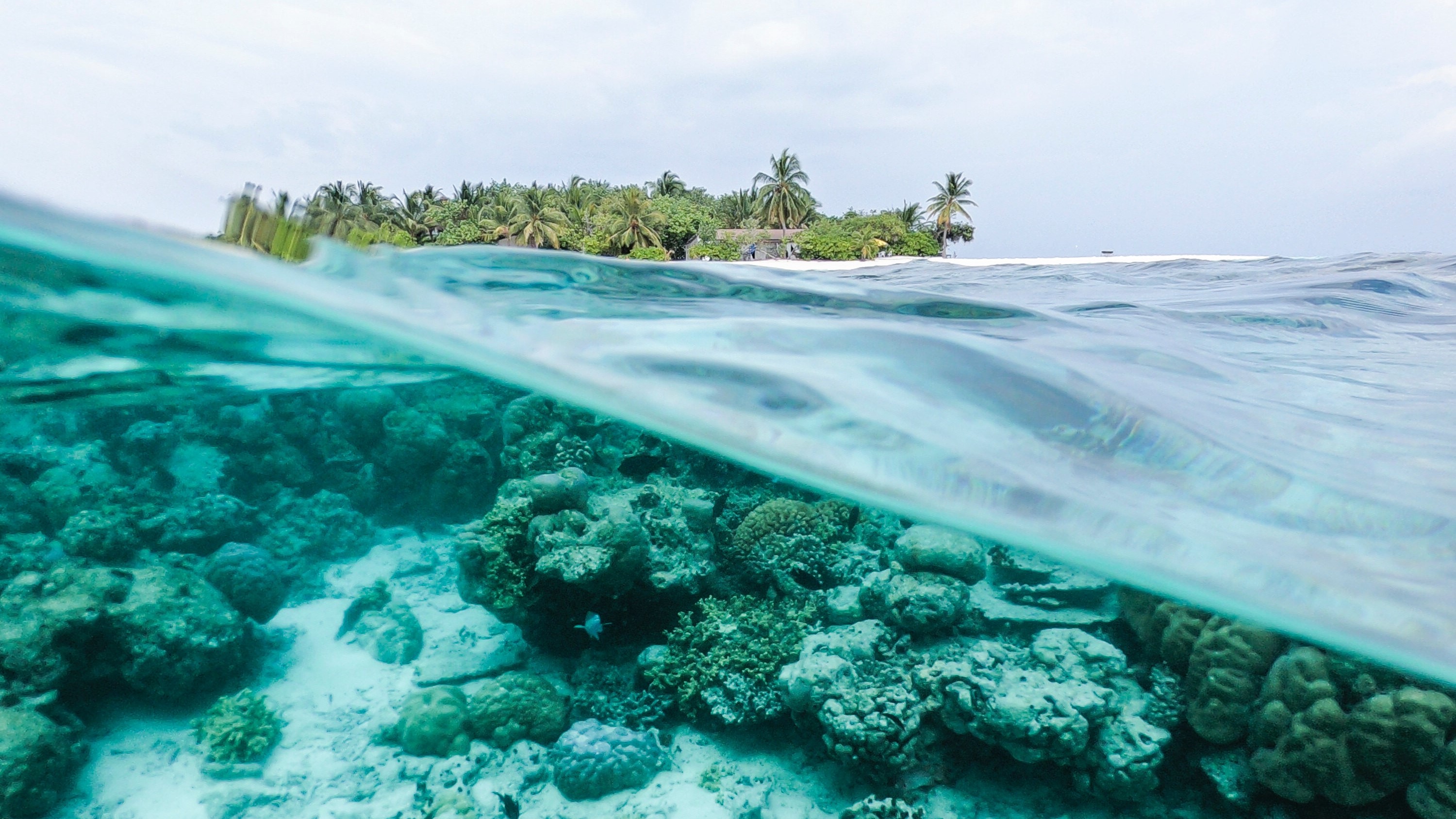 Coral Reef Onlyfans: Protecting Our Oceans, One Fan At A Time - z70mvkk