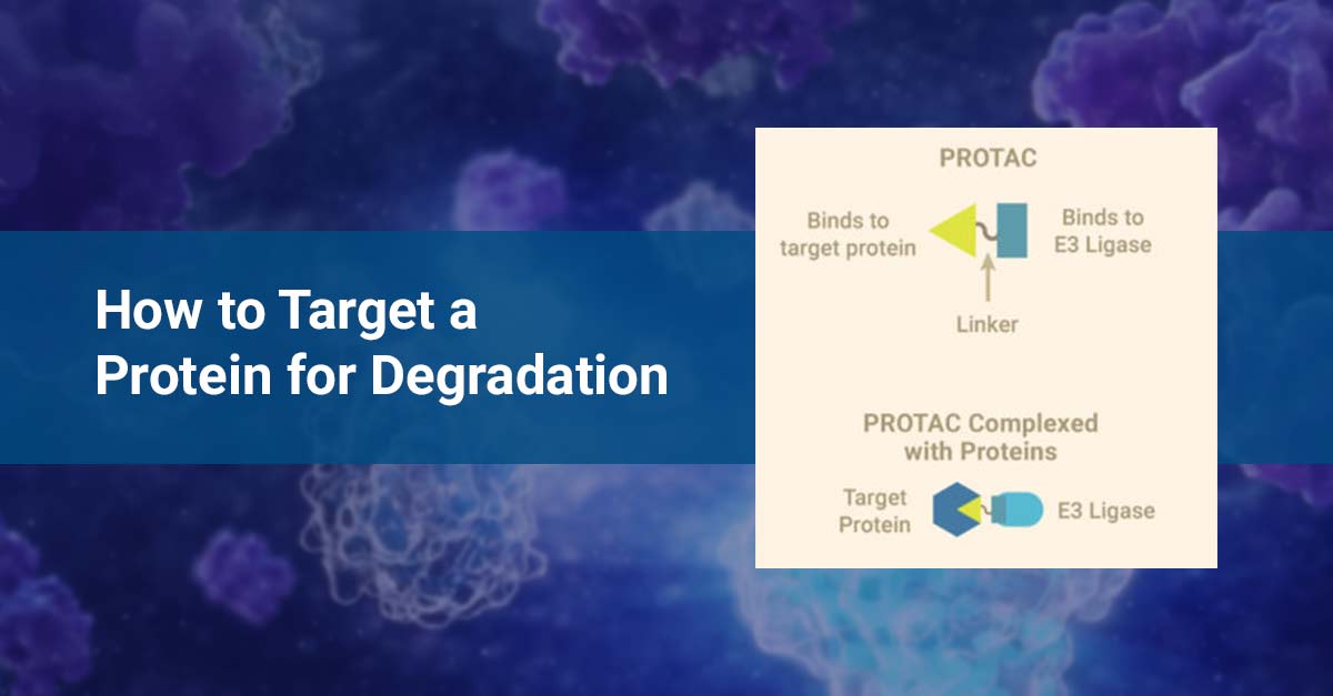PROTACs, PHOTACs and LYTACs How to Target a Protein for Degradation