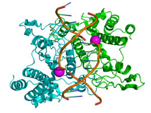 Ribbon diagram of EcoRI homodimer bound to doublestranded DNA