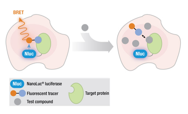 NanoBRET schematic