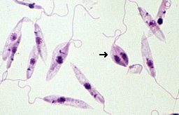 Microscopic image of Leishmania parasite