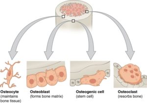 Schematic of bone producing and reducing cells osteoblasts and osteoclasts.