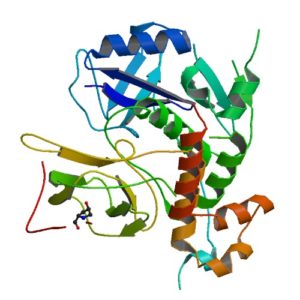 Structur of a HIF-1a-pVHL-ElonginB-ElonginC complex 