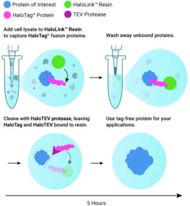 Flow diagram for purifying HaloTag fusion proteins