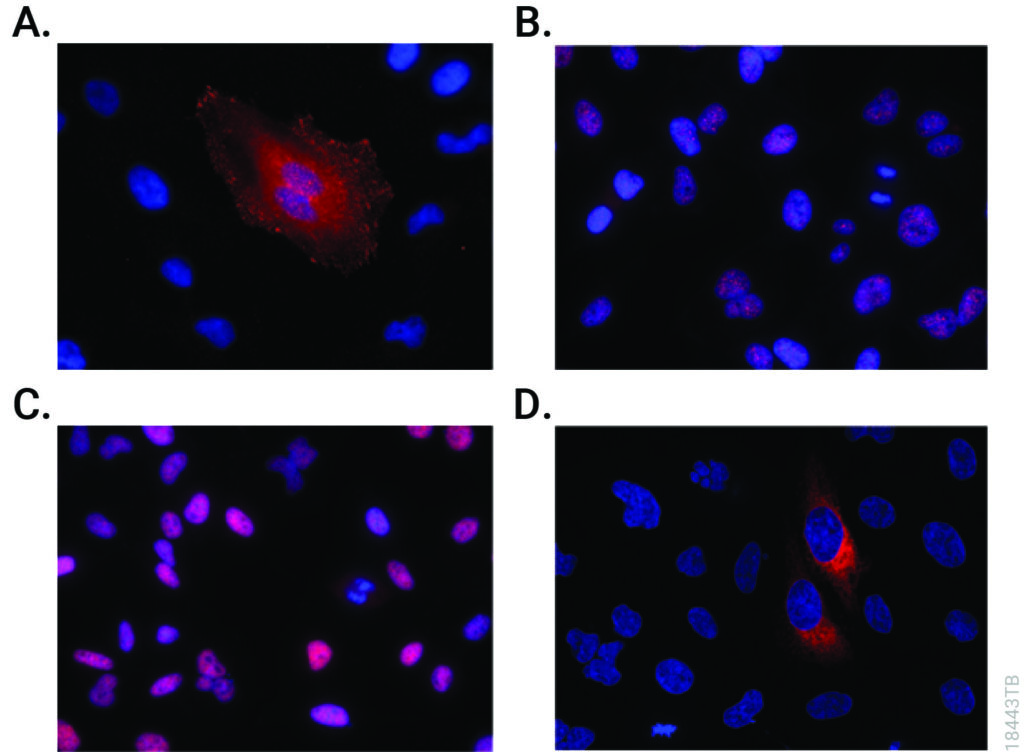 Immunofluorescent detection of HiBiT-tagged proteins in CRISPR-edited cell pools and clones using the Anti-HiBiT Monoclonal Antibody.