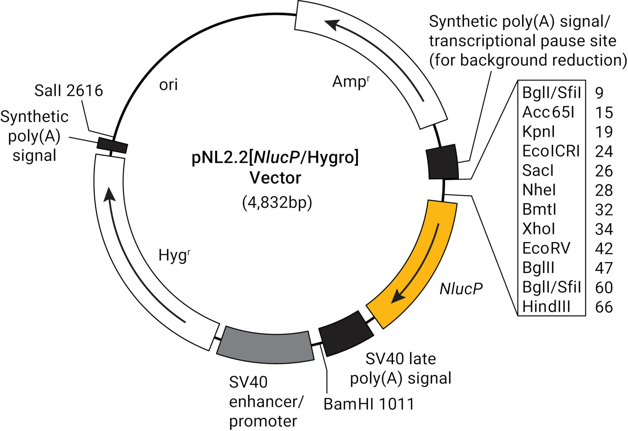 Designing a Reporter Construct for Analyzing Gene Regulation - Promega ...