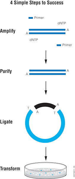 T-Vector Cloning